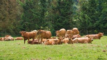 Herd of cows in a meadow. Brown farm animals lying relaxed in the grass photo