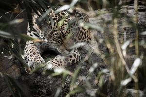 jaguar tirado detrás de la hierba. pelaje manchado, camuflado al acecho. el gato grande es un depredador. foto