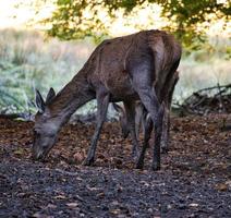 deer cow exposed in a deciduous forest. photo