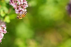 Honey bee collecting nectar on a flower of the flower butterfly bush. Busy insects photo