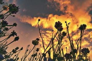 puesta de sol en las afueras de berlín. plantas como silueta en primer plano. foto