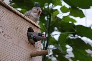 Zebra finch pair on a bird house. photo