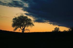 puesta de sol en el sarre con un árbol contra el que se apoya una escalera. cielo dramático. foto