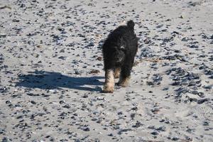 goldendoodle en la playa del mar báltico. el perro corre hacia el dueño. foto