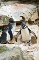 two penguins . black and white birds as a couple on land. animal photo in close up