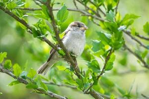 sparrow sitting on a branch in the bush with green leaves in summer. songbird photo