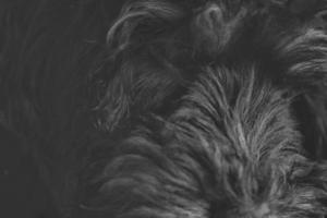 Cachorro goldendoodle en color negro y tostado. perro híbrido de golden retriever y caniche. foto