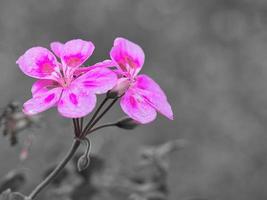 geraniums monochrome shown photo