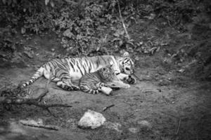 tigre siberiano madre con su cachorro, en blanco y negro, tumbado relajado en un prado foto