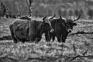 tiro en blanco y negro de ganado de las tierras altas en un prado. poderosos cuernos de pelaje castaño. foto