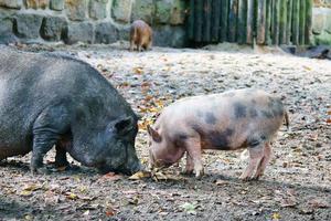 Pot-bellied piglet and mother sow, digging in the sand. Domestic pig for meat production photo