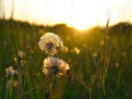 Dandelion in the sunset with beautiful bokeh. At evening hour nature shot photo