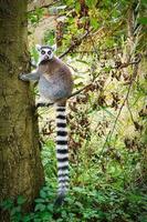 Maki monkey on your tree looking at the viewer. interested and playful are the black and white monkeys photo