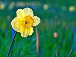 easter bell, daffodil on a green meadow. Seasonal flower with yellow blossom. photo