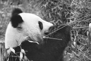 panda grande en blanco y negro, sentado comiendo bambú. especie en peligro. foto