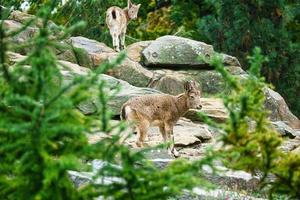 bebé ibex en una roca en la naturaleza. cuerno pequeño en mamífero. escalada de ungulados foto