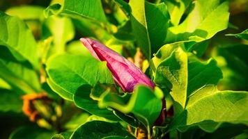 Los árboles de magnolia son un verdadero esplendor en la época de floración. una naturaleza que llama la atención foto