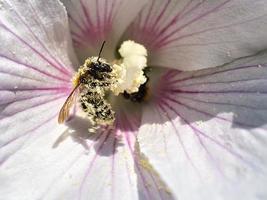 abeja recolectando néctar en una macro de flor de diente de león. foto