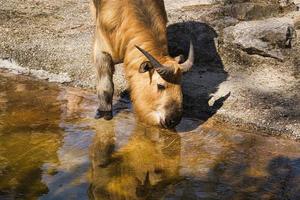 un yak del zoológico. estos imponentes animales suelen estar muy relajados. foto