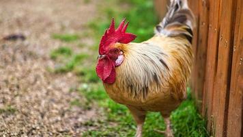 gallina en una granja en busca de comida. los pájaros de vida libre rascando el suelo en busca de comida. foto