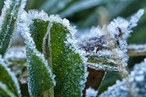 gotas de rocío helado en hojas de plantas y hierba foto