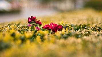 flor roja con hermosos pétalos representados individualmente en un prado de flores. foto