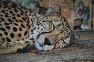 Cheetah sleeping. Spotted fur. The big cat is a predator. Resting mammal. hunter photo
