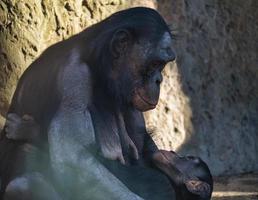 chimpanzee mother with her baby in berlin zoo photo