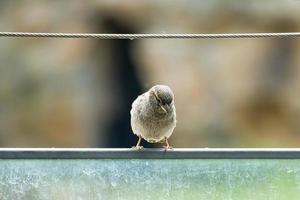 gorrión marrón sentado en una cuerda de alambre. pequeño pájaro cantor con hermoso plumaje. foto