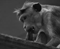 mono rhesus en blanco y negro sentado en una rama y mordisqueando su cola foto