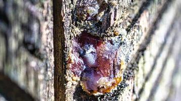 Tree resin harvested from a pine tree. Grooves were carved into the bark photo