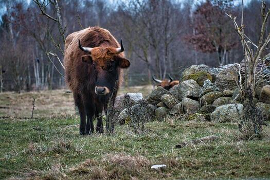 Highland cattle in a meadow. Powerful horns brown fur. Agriculture and animal breeding photo