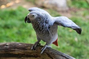 gray parrot with eye contact with the viewer. photo