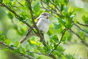 sparrow sitting on a branch in the bush with green leaves in summer. songbird photo