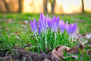 Crocus flower on a meadow, delicate and with slightly blurred background. photo