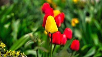 Tulips on a meadow with beautiful bokeh. Spring can come. photo