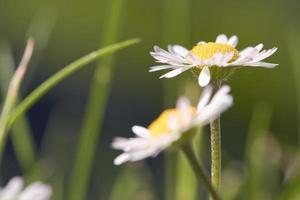 margarita con mucho bokeh en un prado. flores una detrás de la otra en la vista del suelo. foto