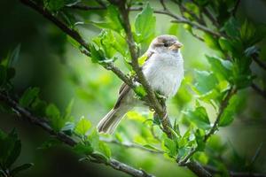 sparrow sitting on a branch in the bush with green leaves in summer. songbird photo