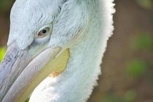 Pelican in portrait. White plumage, large beak, in a large marine bird. Animal photo