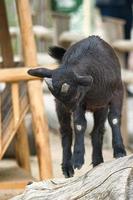 Kid playing in the petting zoo. The little black and white baby mammals jump photo