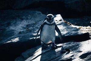 pingüino en las rocas. pequeña ave acuática. plumaje blanco y negro de ave marina. animal foto