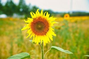 girasol mostrado individualmente en un campo de girasol. flor amarilla redonda. girasol foto