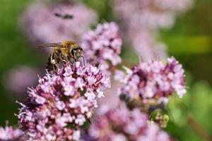 Honey bee collecting nectar on a flower of the flower butterfly bush. Busy insects photo