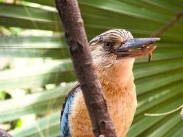 laughing hans on a branch feeding mealworm. Beautiful colorful plumage photo