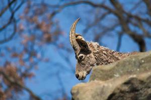 An ibex from the Zoo photo