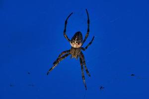 cross spider in web. the hunter lurks for his prey photo