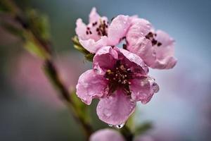 flores de durazno sibd fantásticamente hermosa. foto