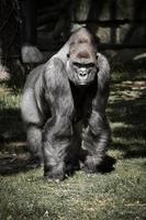 Gorilla, Silver back. The herbivorous big ape is impressive and strong. photo