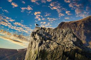 selje en noruega, la vista de la gaviota en la puesta del sol. foto