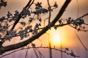 Cherry blossoms in the foreground during romantic sunset in front of a meadow. photo